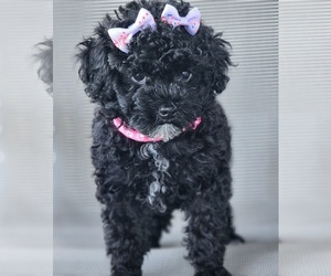 Poodle (Miniature) Puppy for sale in HOAGLAND, IN, USA