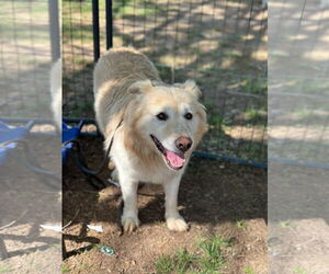 Retriever -Unknown Mix Dogs for adoption in St. Louis Park, MN, USA