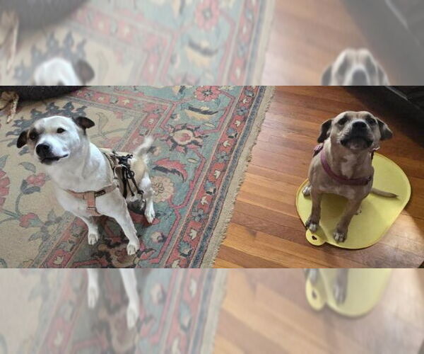 Medium Photo #3 Mutt Puppy For Sale in Mt. Laurel, NJ, USA