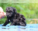 Small #4 Poodle (Toy)