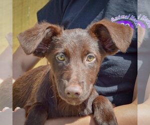 Mutt Dogs for adoption in Huntley, IL, USA