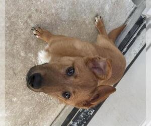 Mutt Dogs for adoption in San Antonio, TX, USA