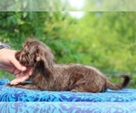Small #7 Poodle (Toy)-YorkiePoo Mix