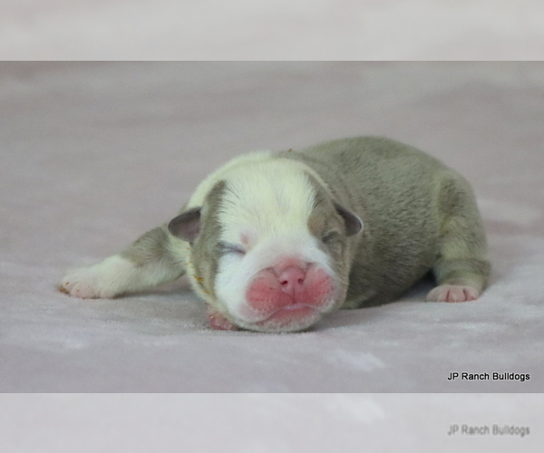 Medium Photo #1 Bulldog Puppy For Sale in WINNSBORO, TX, USA