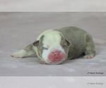 Puppy Norman Bulldog