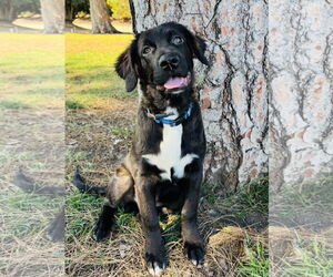 Mutt Dogs for adoption in Marina Del Rey, CA, USA