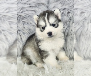 Siberian Husky Puppy for sale in KANSAS CITY, MO, USA