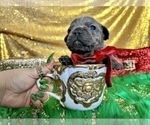 Small Photo #67 French Bulldog Puppy For Sale in HAYWARD, CA, USA