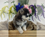 Small Photo #3 Pomsky Puppy For Sale in ROCKFORD, IL, USA