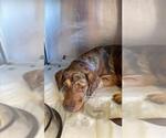 Small #1 Catahoula Leopard Dog Mix