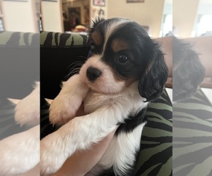 Cavalier King Charles Spaniel Puppy for sale in WEST LIBERTY, KY, USA