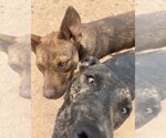Small #7 American Pit Bull Terrier Mix
