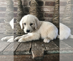 Small Photo #4 Labradoodle-Poodle (Standard) Mix Puppy For Sale in SAN MARCOS, TX, USA
