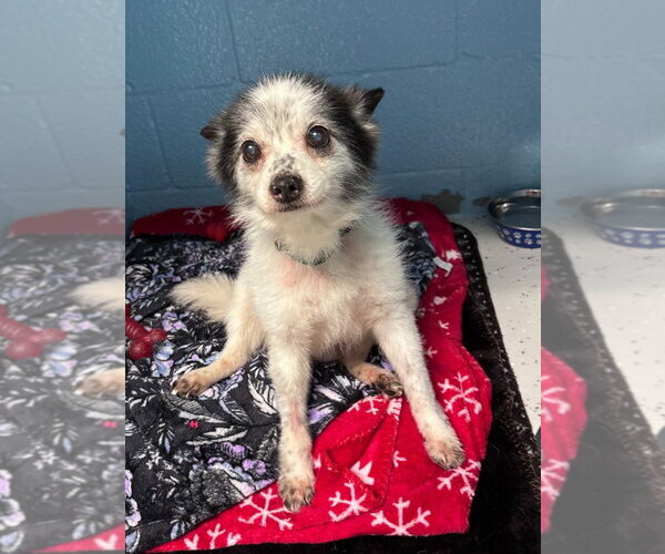 Medium Photo #2 Chihuahua-Unknown Mix Puppy For Sale in Muskegon, MI, USA