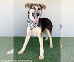 Small Photo #6 Huskies -Labrador Retriever Mix Puppy For Sale in San Diego, CA, USA