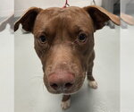 Small American Pit Bull Terrier
