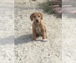 Small Photo #150 Rhodesian Ridgeback Puppy For Sale in MORONGO VALLEY, CA, USA