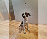 Small #1 Mutt