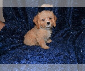 Cavapoo Puppy for sale in WARRENSBURG, MO, USA