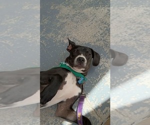 Johnny - Male Boxador Dog for Adoption - Photo #11