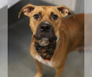 American Staffordshire Terrier-Unknown Mix Dogs for adoption in San Antonio, TX, USA