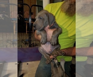 Great Dane Puppy for sale in WALKERTON, IN, USA