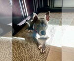 Small #20 Mutt