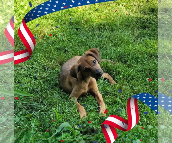 Medium Photo #1 Mutt Puppy For Sale in FAIRLAWN, OH, USA