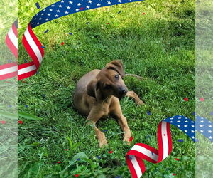 Mutt Dogs for adoption in FAIRLAWN, OH, USA