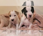 Small #3 American Bulldog