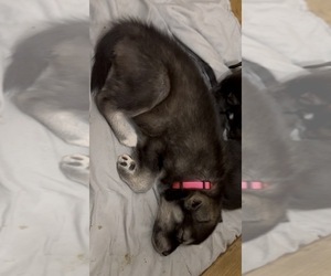 Medium Alaskan Husky-American Staffordshire Terrier Mix