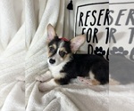 Small #3 Pembroke Welsh Corgi