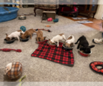 Small Photo #4 French Bulldog Puppy For Sale in GREENWOOD, MO, USA