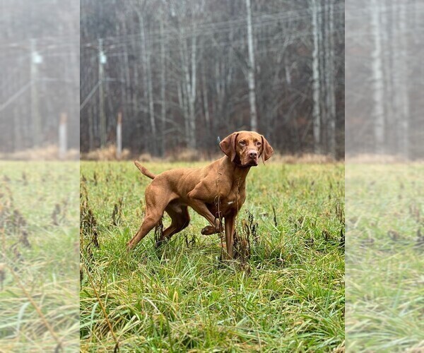 Medium Photo #1 Vizsla Puppy For Sale in SHERRILLS FORD, NC, USA