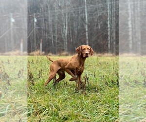 Father of the Vizsla puppies born on 05/26/2025