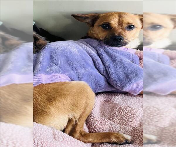 Medium Photo #1 Chihuahua Puppy For Sale in Santa Maria, CA, USA