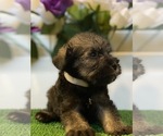 Small Photo #3 Schnauzer (Miniature) Puppy For Sale in FORT PIERCE, FL, USA