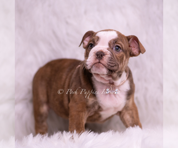 Medium Photo #52 Bulldog Puppy For Sale in WARSAW, IN, USA