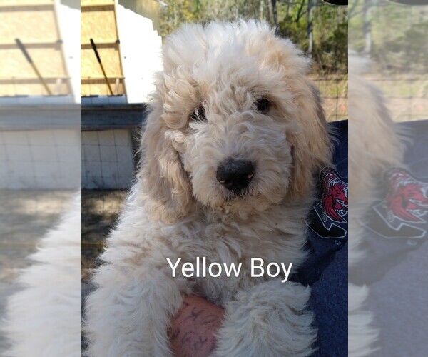 Medium Photo #1 Pyredoodle Puppy For Sale in LEESVILLE, SC, USA