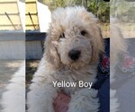 Puppy Yellow French Bulldog