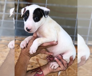 Bull Terrier Puppy for sale in RICHLAND, OR, USA