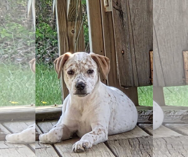 Medium Photo #1 Red Heeler-Unknown Mix Puppy For Sale in Columbus, IN, USA