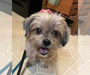 Medium Poodle (Miniature) Mix