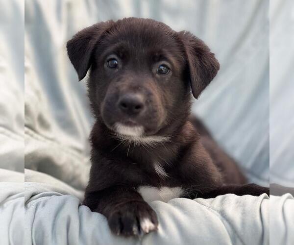 Medium Photo #1 Mutt Puppy For Sale in San Diego, CA, USA