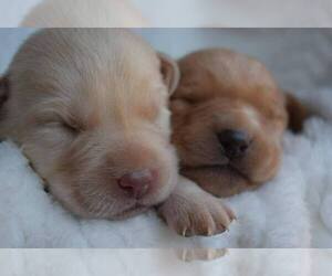 Labrador Retriever Litter for sale in BRAXTON, MS, USA