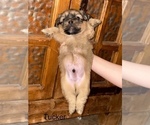 Puppy Tucker Shih Apso