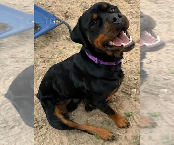Medium Photo #4 Rottweiler Puppy For Sale in San Antonio, TX, USA