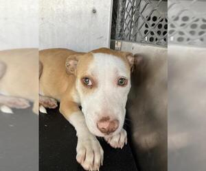 Labrador Retriever-Unknown Mix Dogs for adoption in Corpus Christi, TX, USA