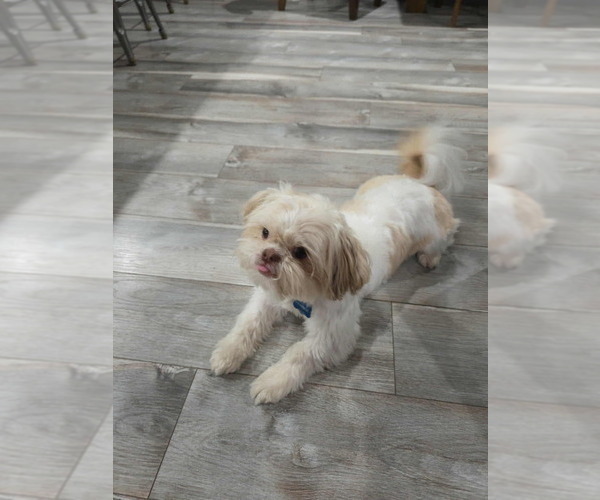 Medium Photo #1 Shih Tzu Puppy For Sale in GATE, WA, USA