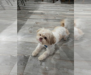 Father of the Shih Tzu puppies born on 10/08/2025